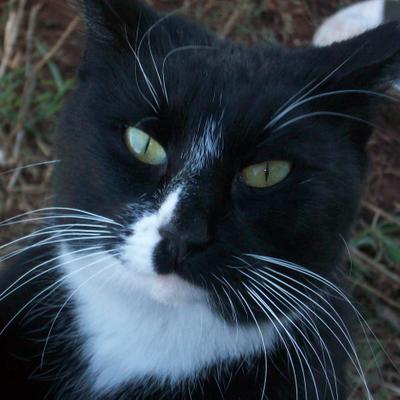 Cat Examiner