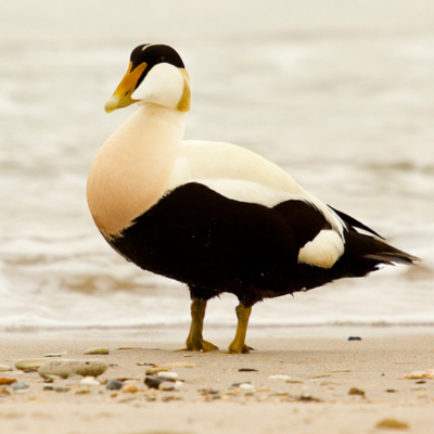 Eider Duck