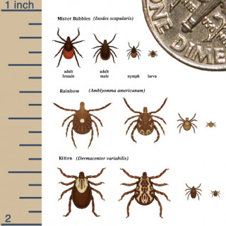 happily identified ticks ~ art by Puppy Time