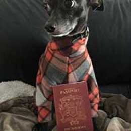 cute dog with passport