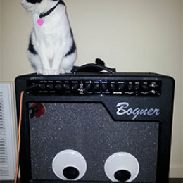 amp & kitty